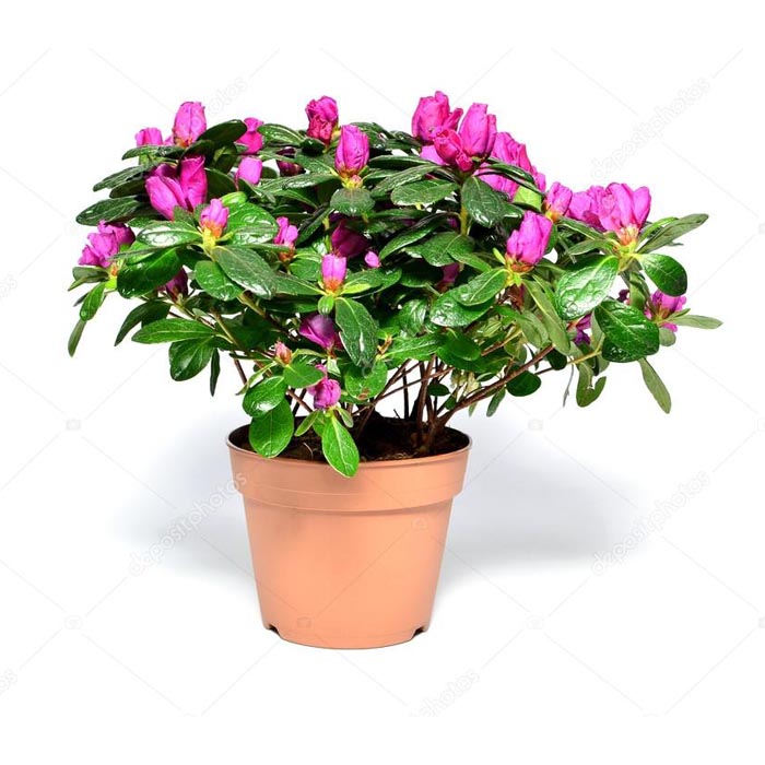 AZALEA HOT PINK 6'' POT