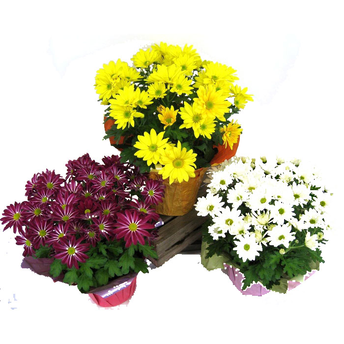 GARDEN MUM 8