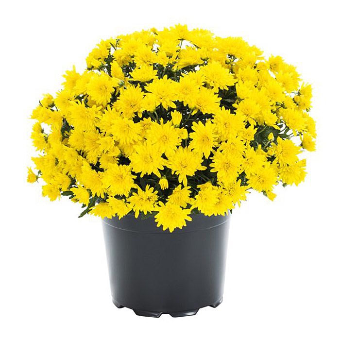 GARDEN MUM YELLOW 8
