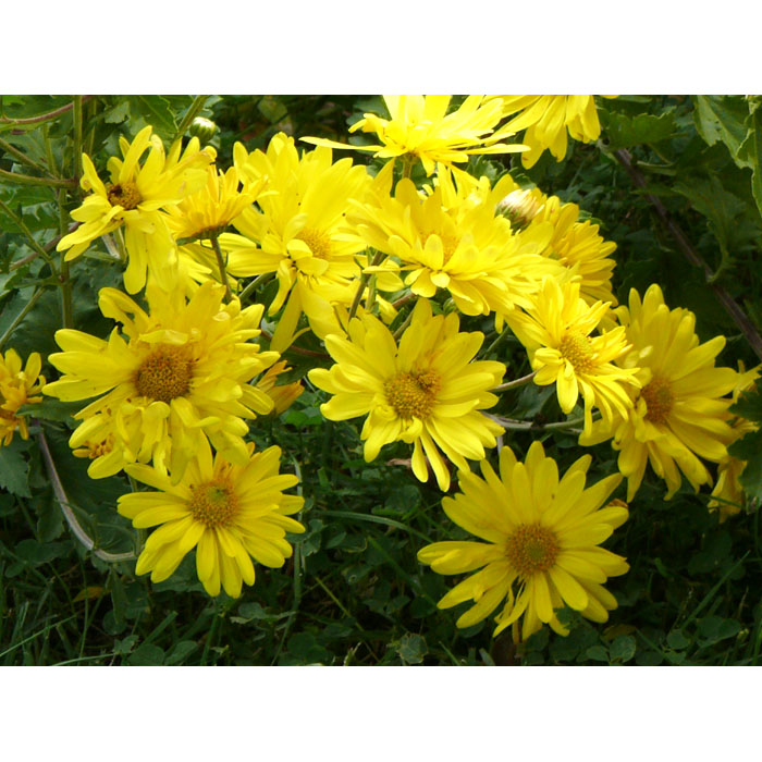 MUM PLANT YELLOW DAISY 6