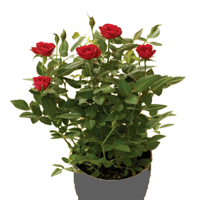 MINI ROSE BUSH 4.5