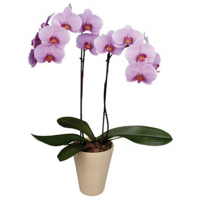 ORCHID PHALAENOPSIS (2 spike) 5