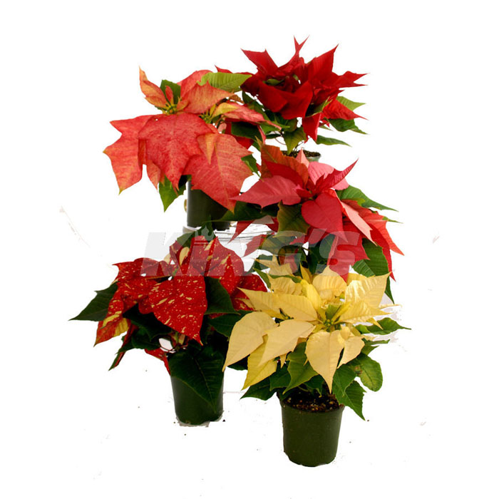 POINSETTIA ASSORTED 4.5