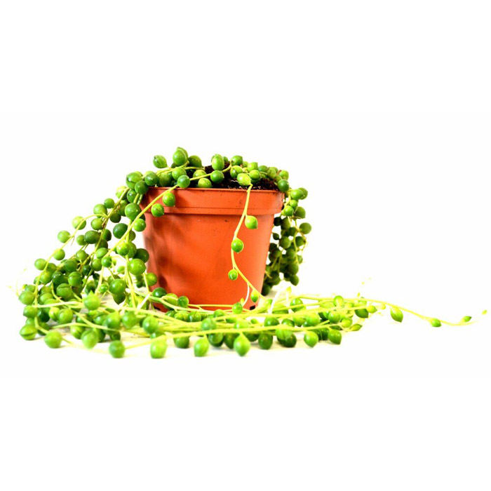 STRING OF PEARLS 4'' POT