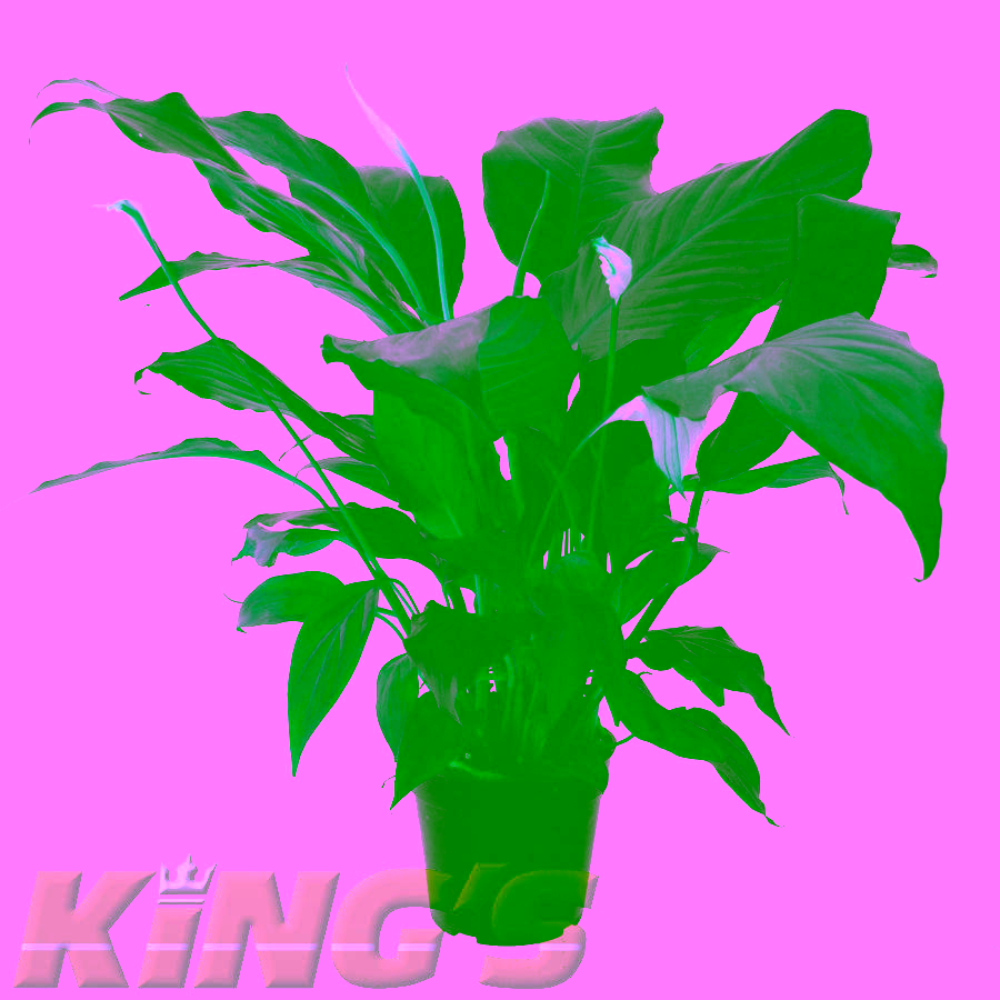 SPATHIPHYLLUM 6