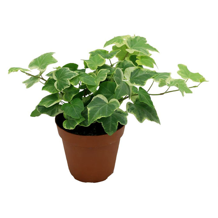 VARIGATED IVY 4