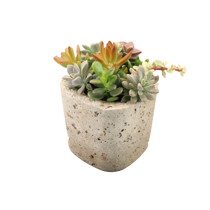 SMALL SQUARE POT WITH ASST SUCCULENTS PK28