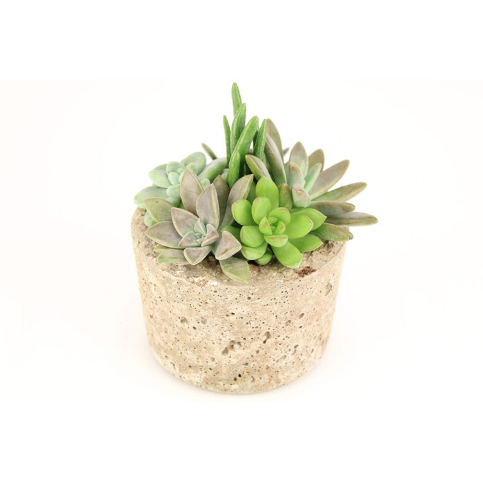 SMALL ROUND POT ASST SUCCULENTS PK30