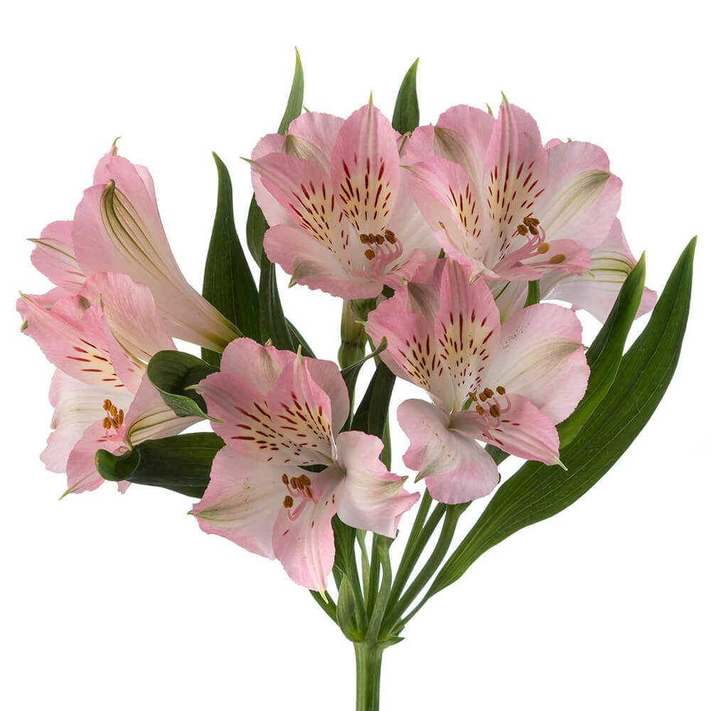 ALSTROEMERIA SUPER SELECT PINK
