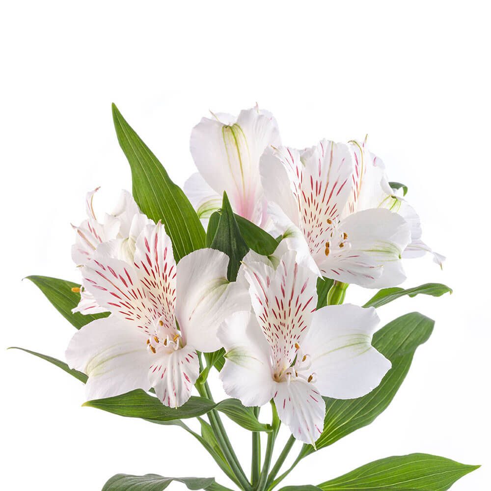 ALSTROEMERIA SELECT WHITE