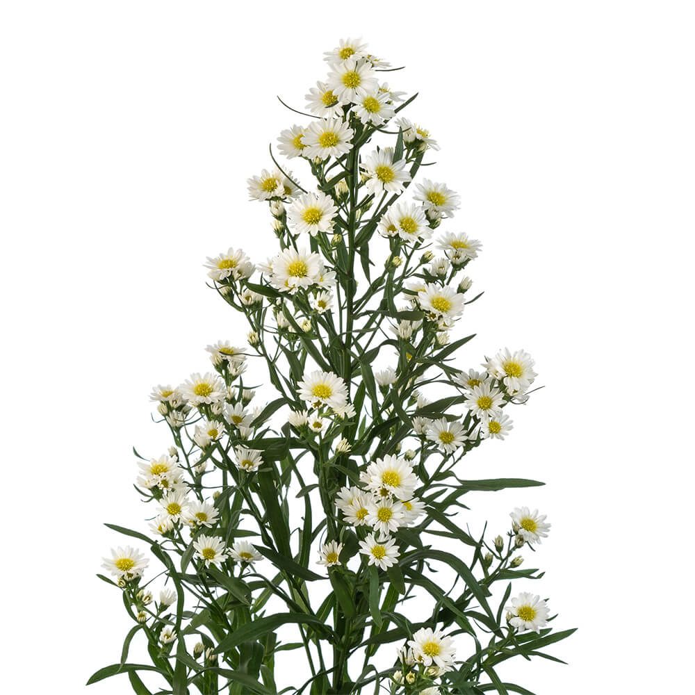 ASTER WHITE