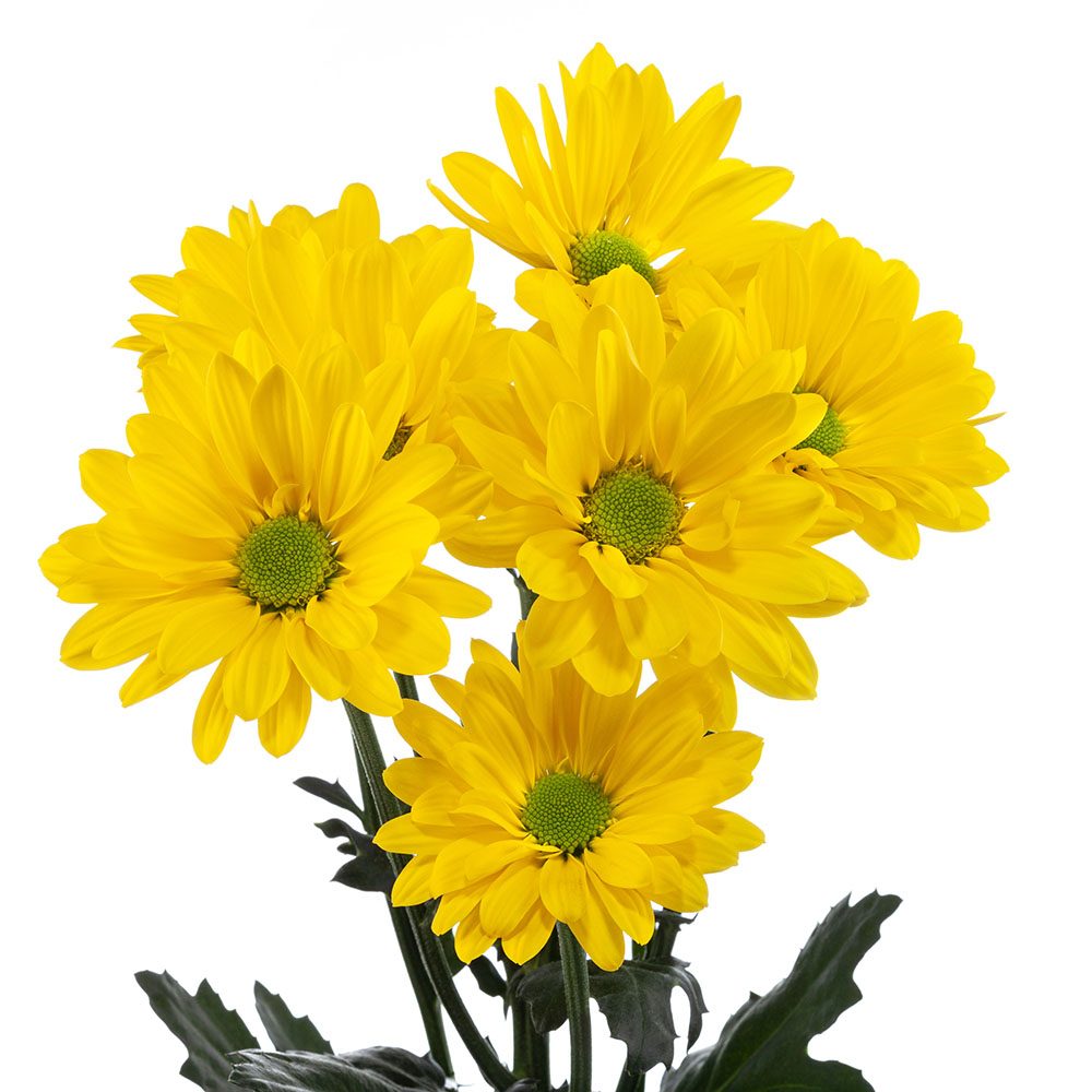 DAISY YELLOW