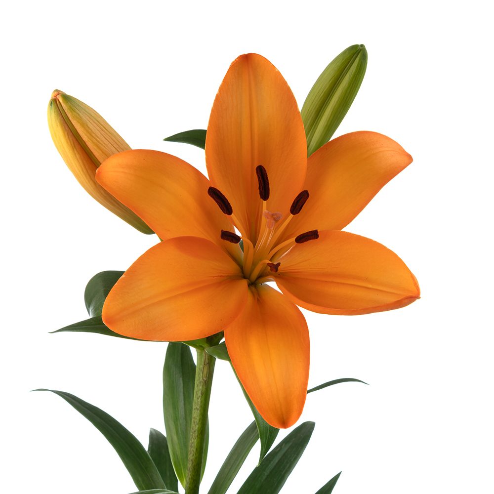 HYBRID LILIES ORANGE