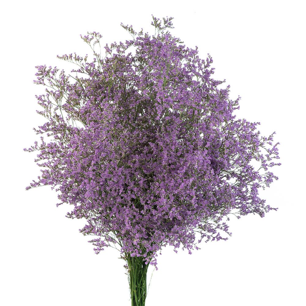 LIMONIUM  MISTY BLUE BLUE