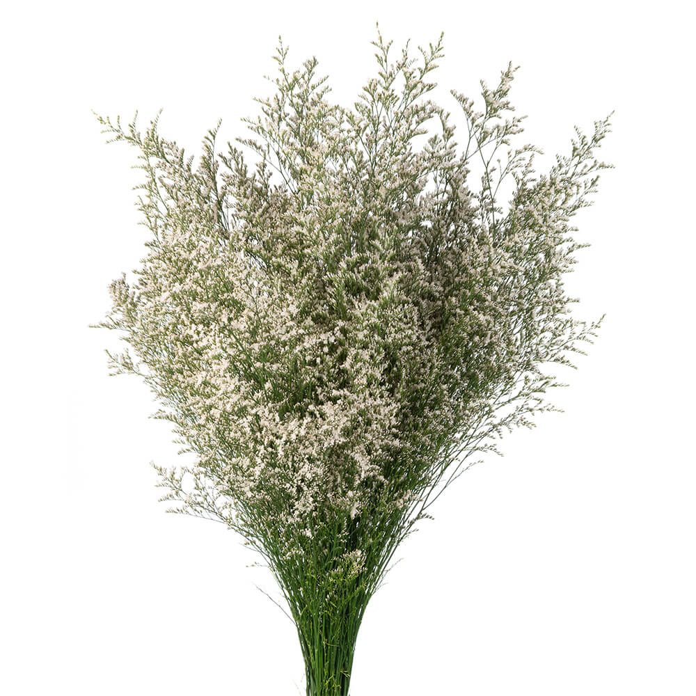 LIMONIUM WHITE