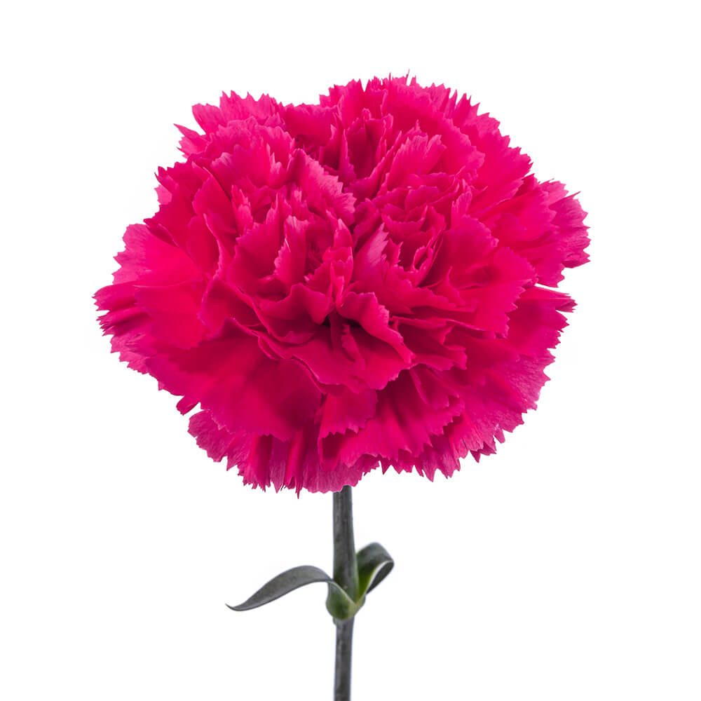 CARNATION SELECT DARKPINK