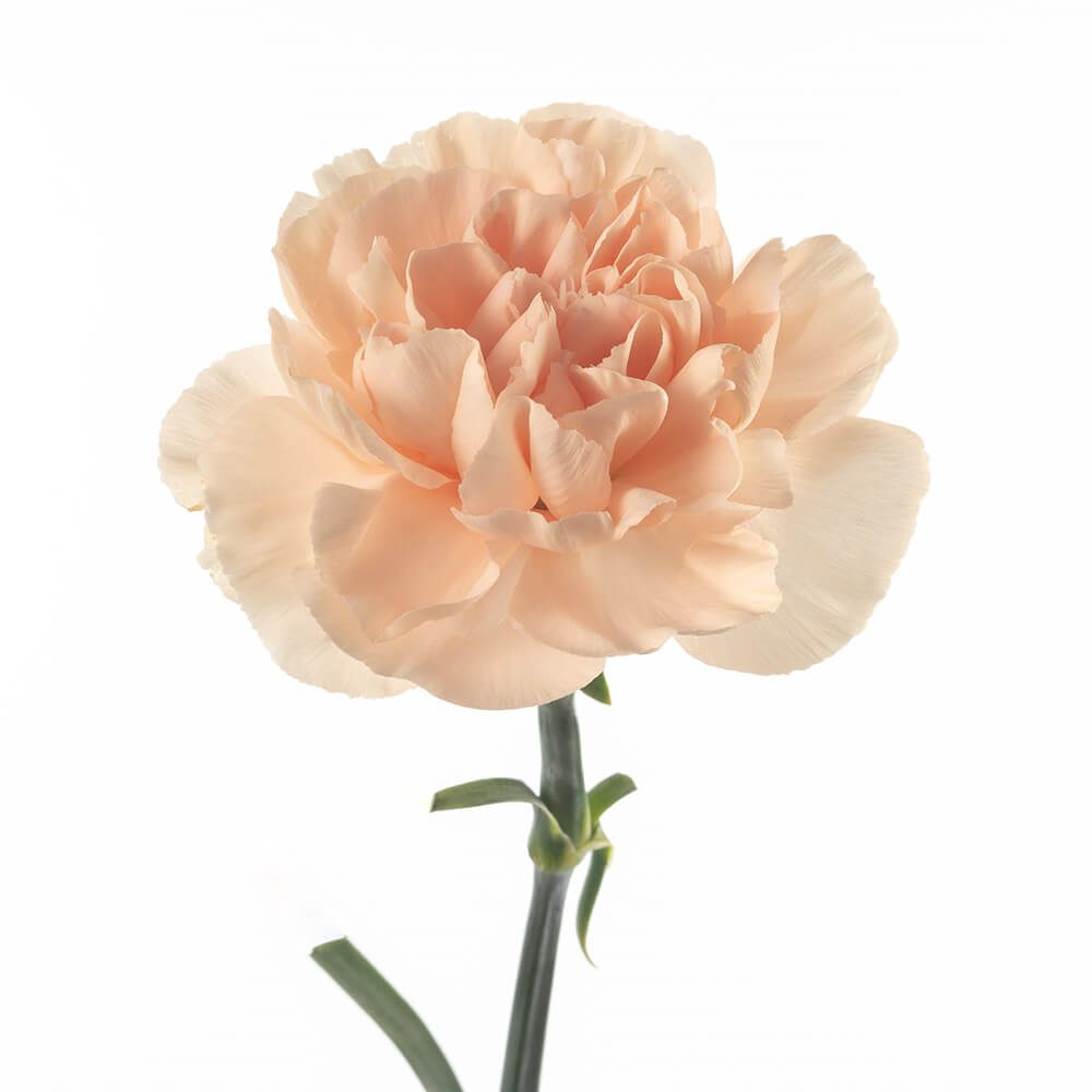 CARNATION SELECT PEACH
