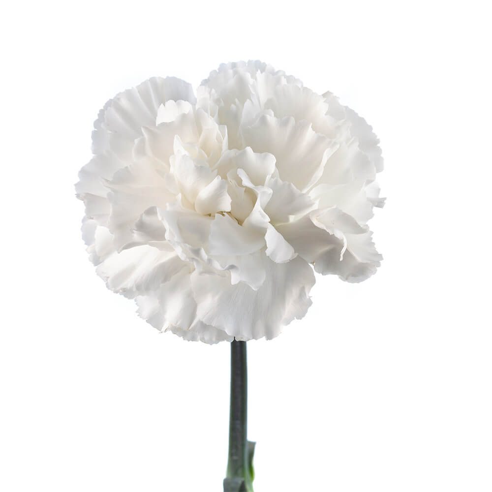 CARNATION SELECT WHITE