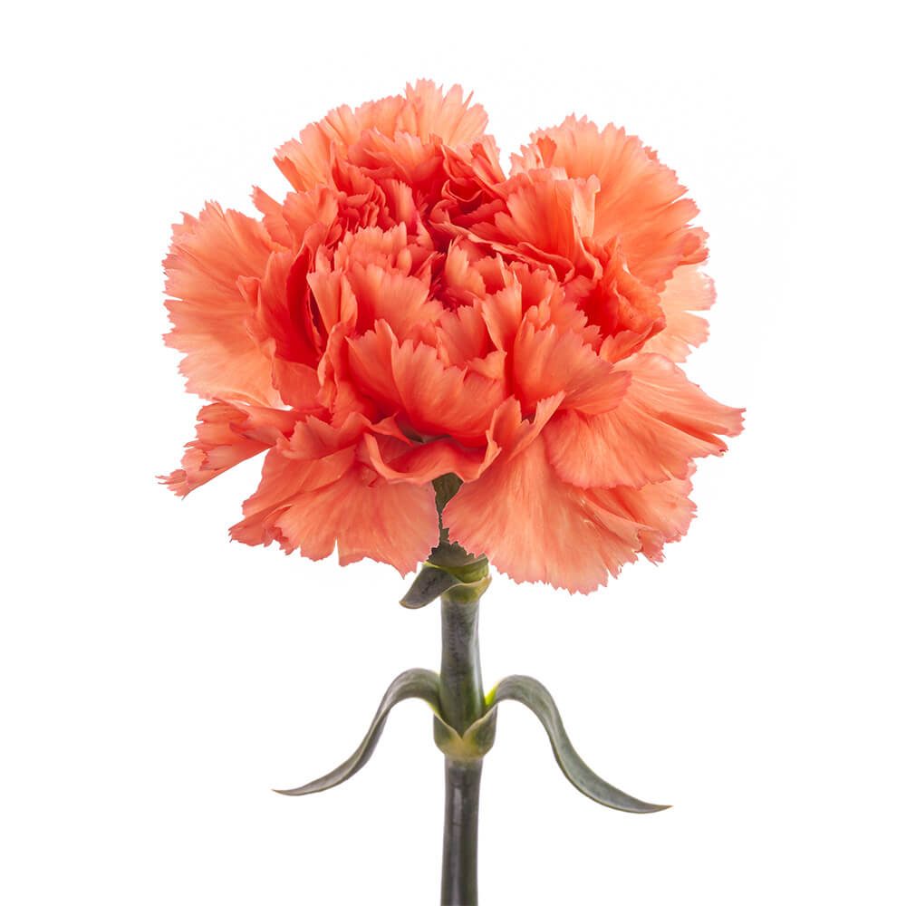 CARNATION FANCY ORANGE