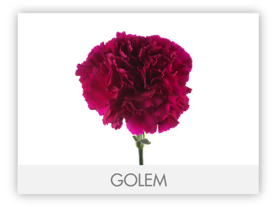 CARNATION FANCY PURPLE