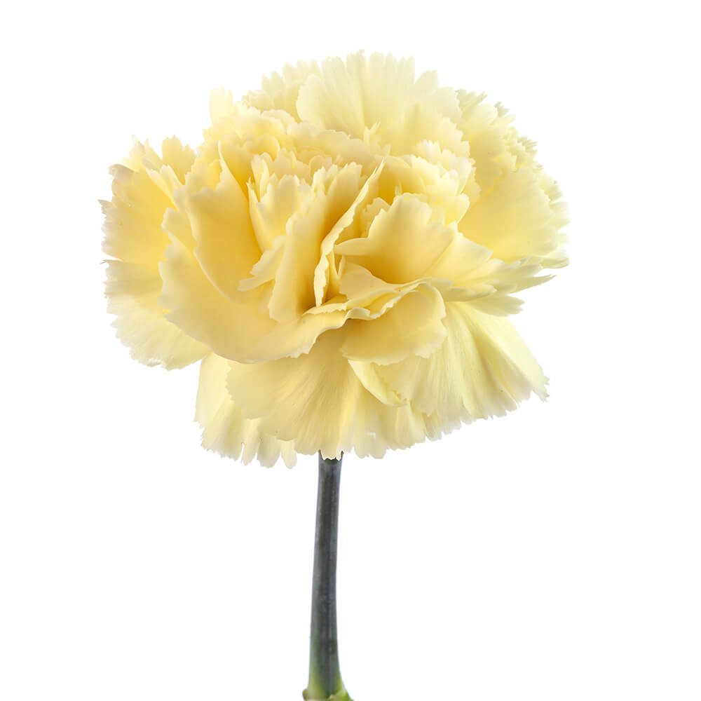 CARNATION FANCY YELLOW