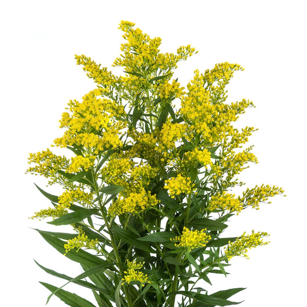 SOLIDAGO YELLOW