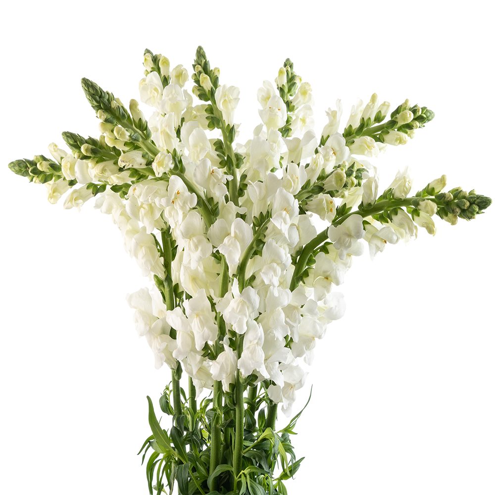 SNAPDRAGON WHITE